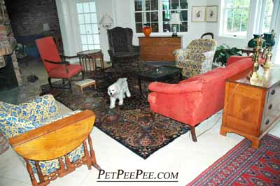 A customer that needs PetPeePee company service to be clean an oriental rug from dog and Cat urine odor.