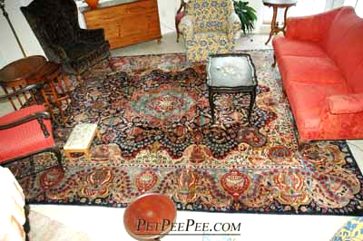 A customer that needs PetPeePee company service to be clean an oriental rug from dog and Cat urine odor.