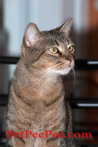 Removing cat urine odor from drapery furniture Oriental rug is the job for PetPeePee we guarantee in writing no trace of urine odor